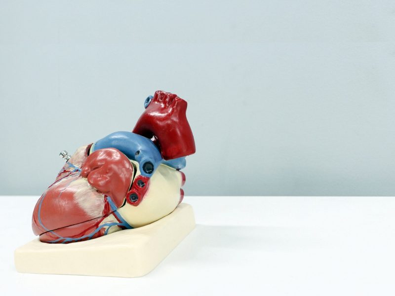 Heart model